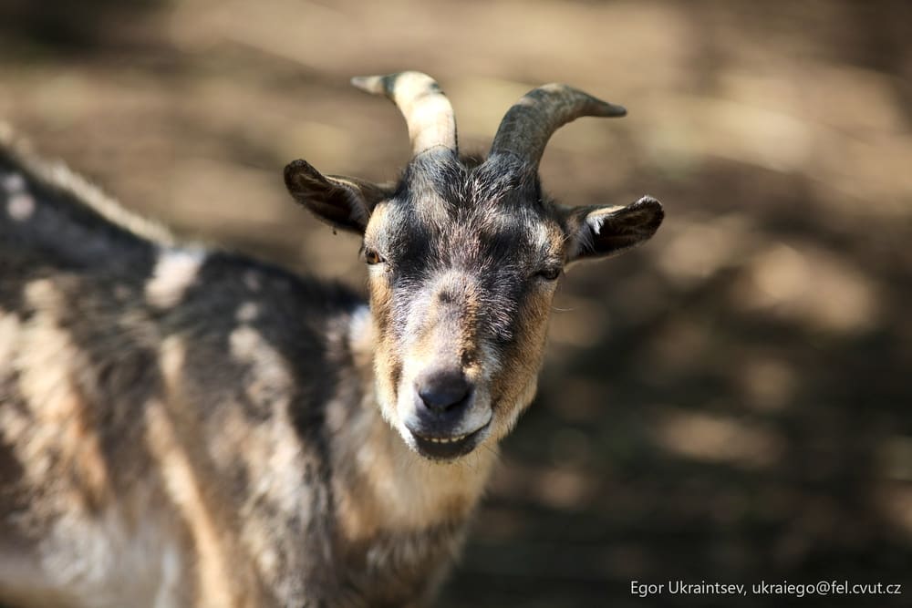 Goat looking at the camera