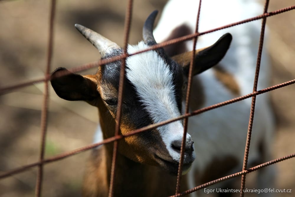 Goat behind a fence