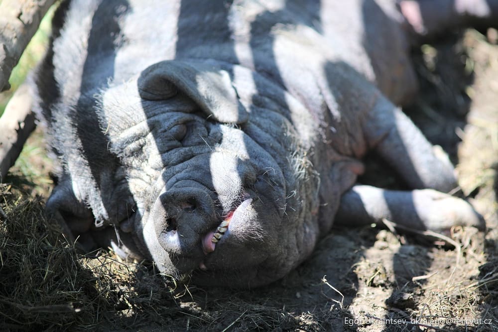Pig laying on the ground