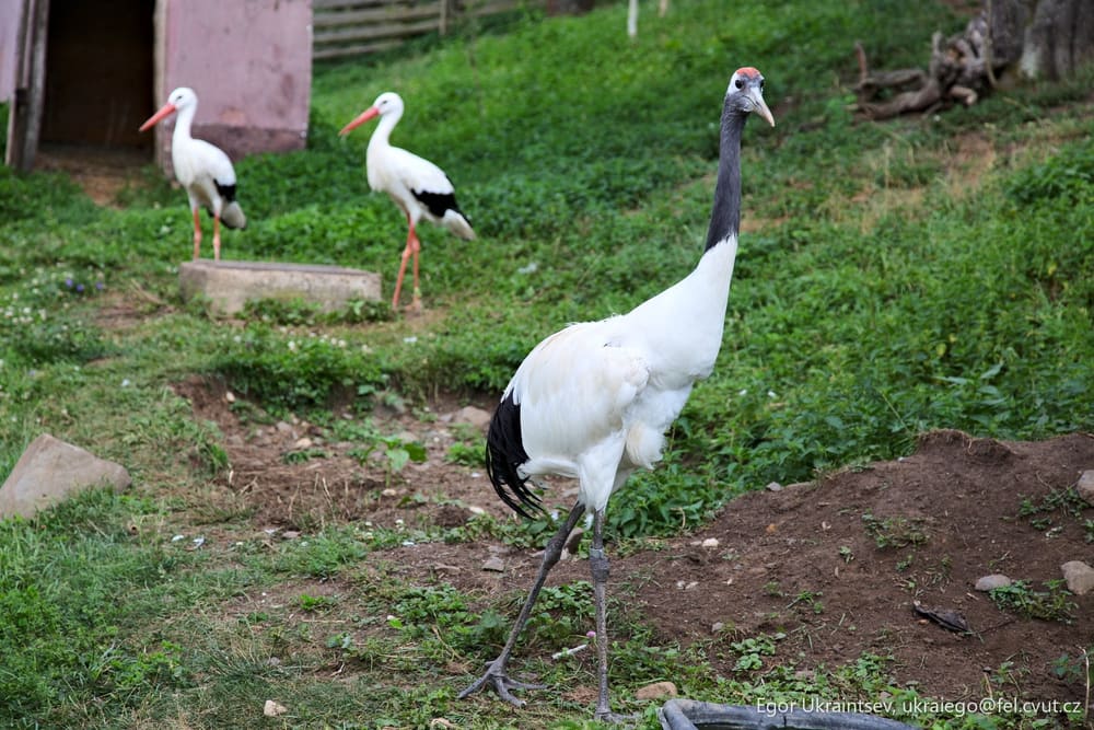 Birds in a grassy area