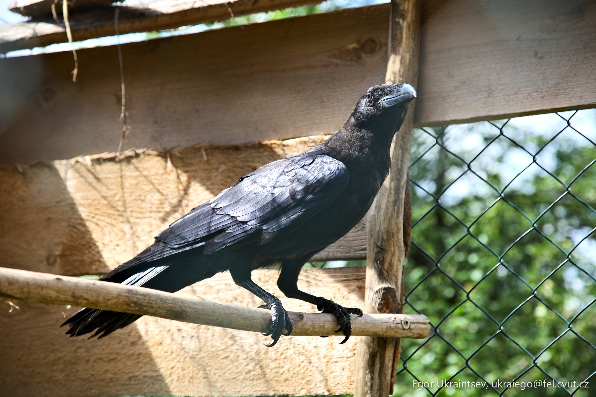 Bird perched on a branch