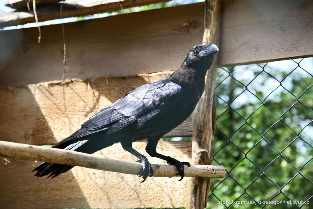 Bird perched on a branch