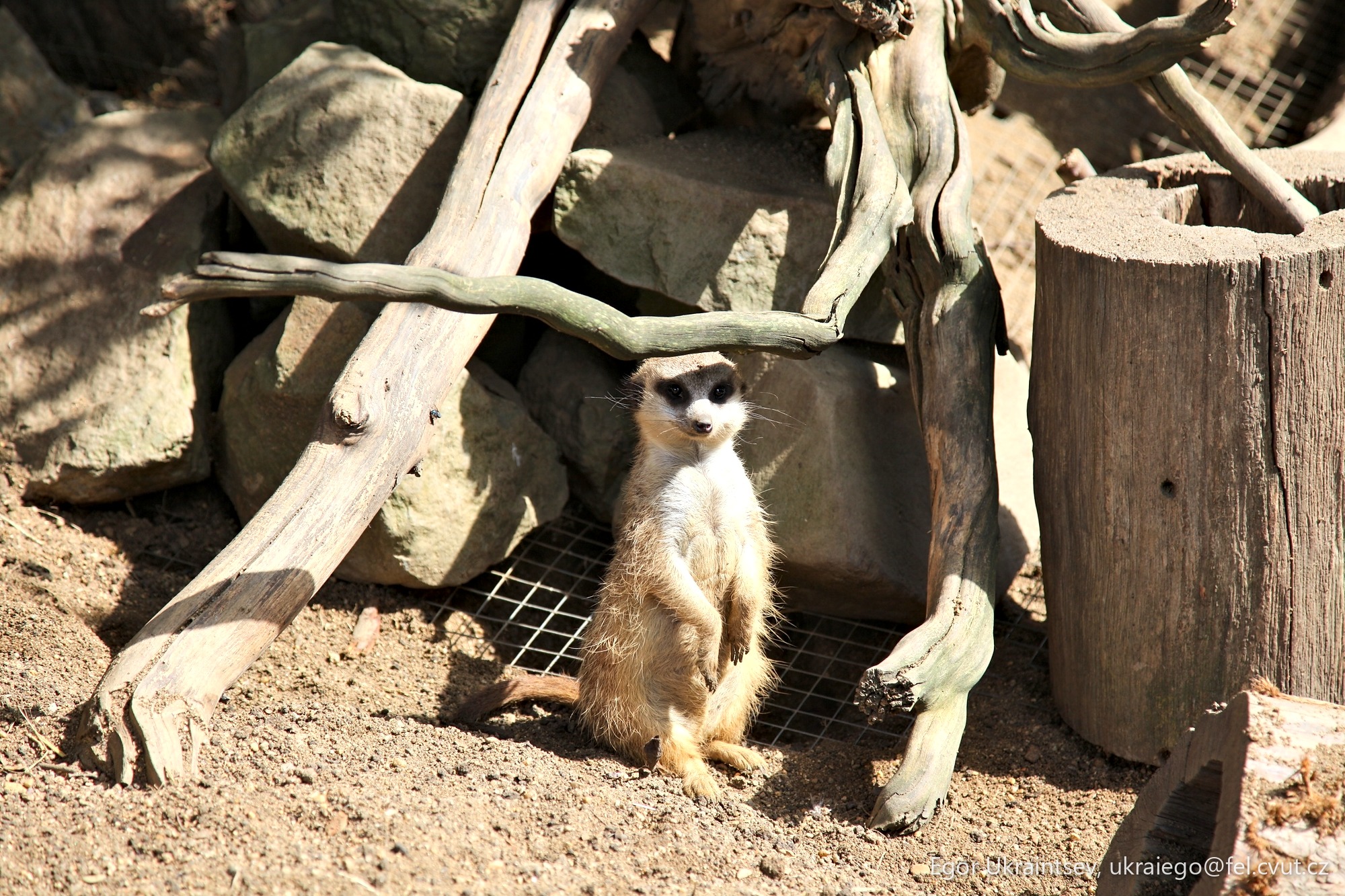 Meerkat on the ground