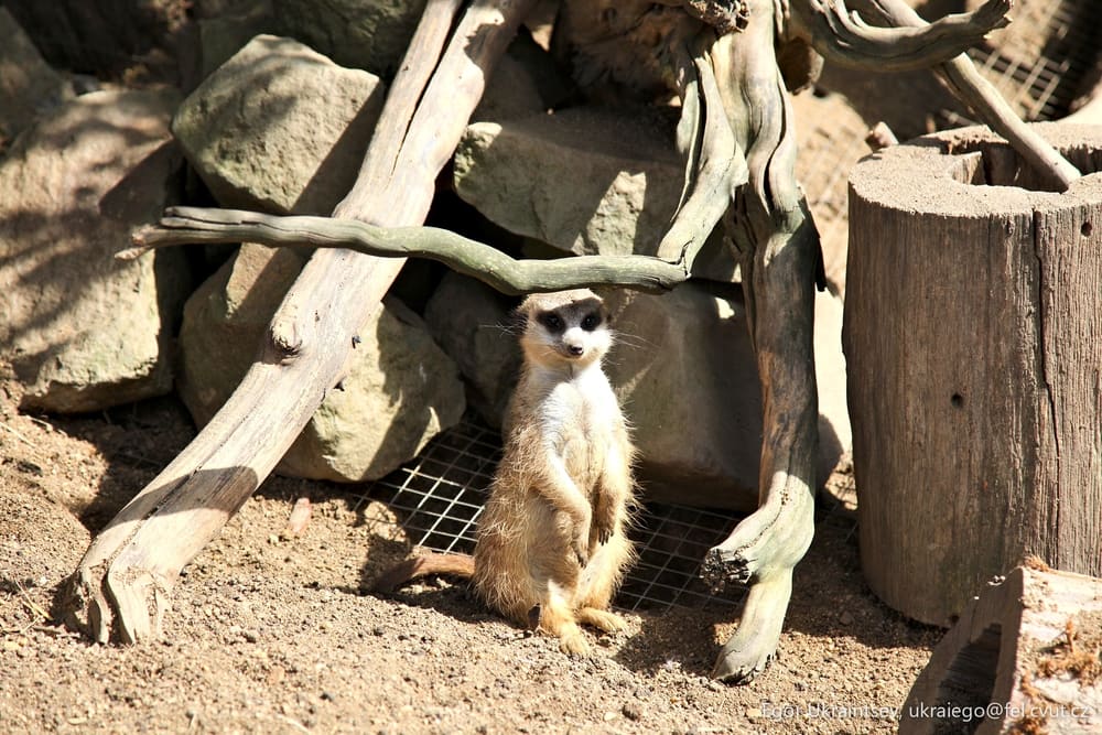 Meerkat on the ground