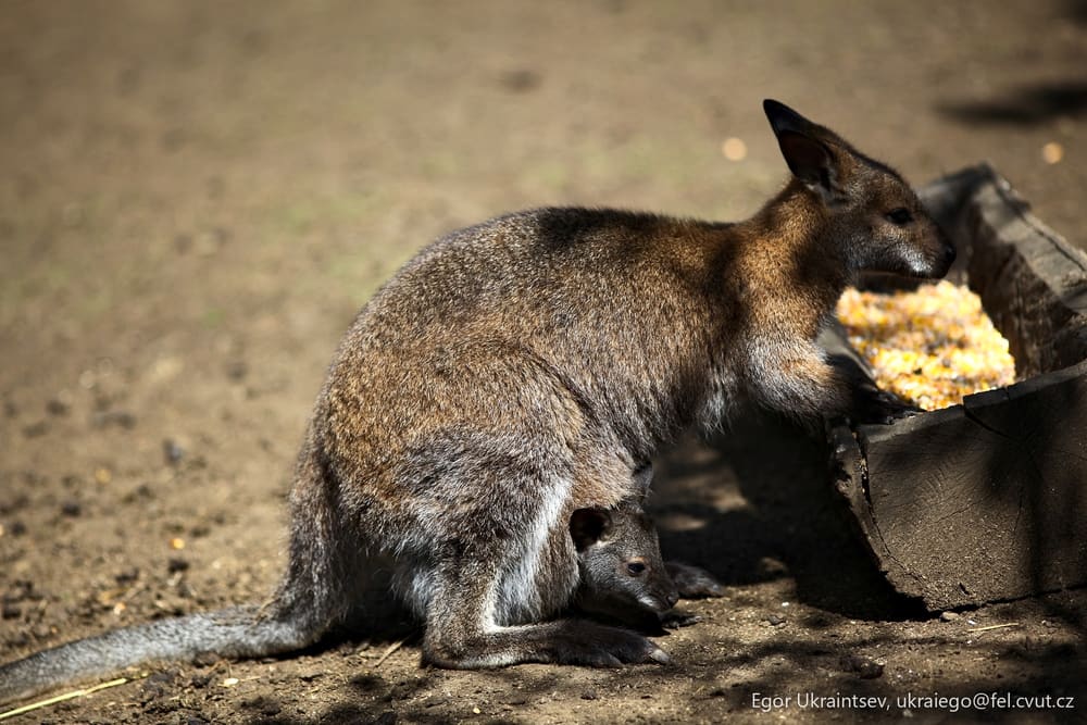 Cat eating food