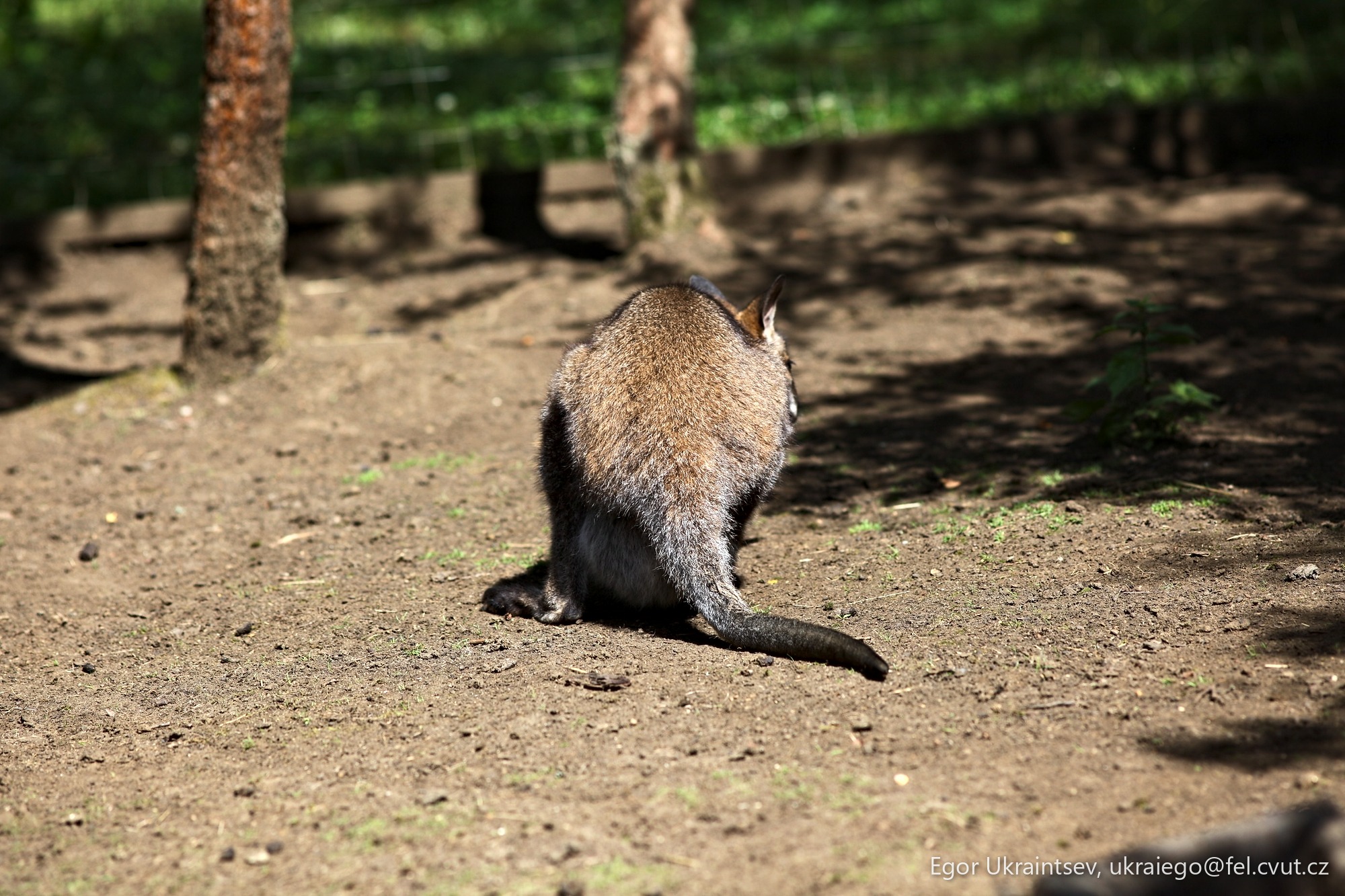 Cat walking on the ground