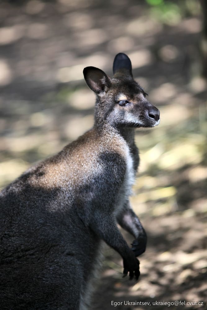 Kangaroo