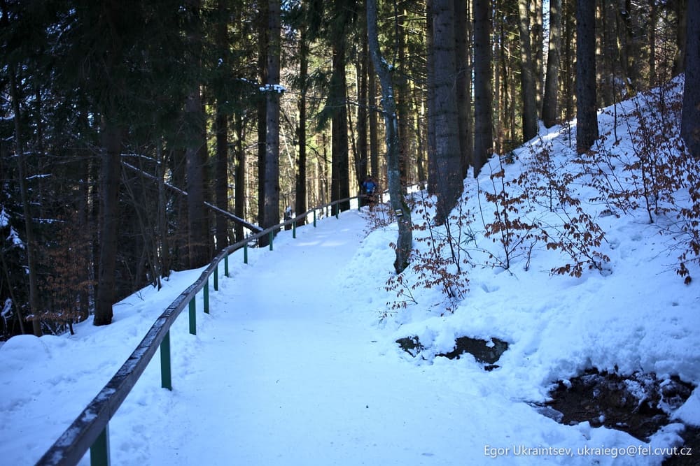 Snowy path in the woods