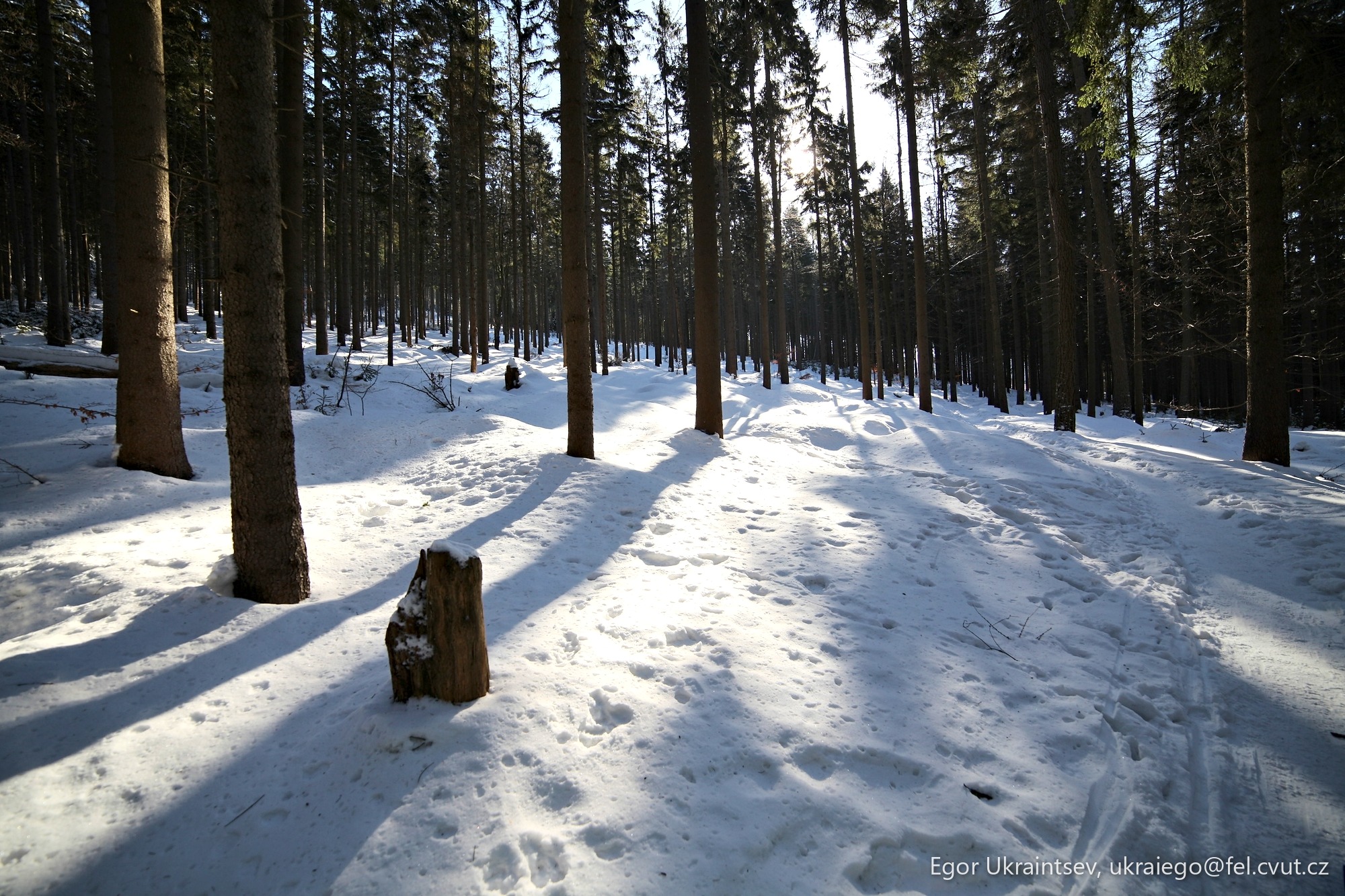Forest in the winter