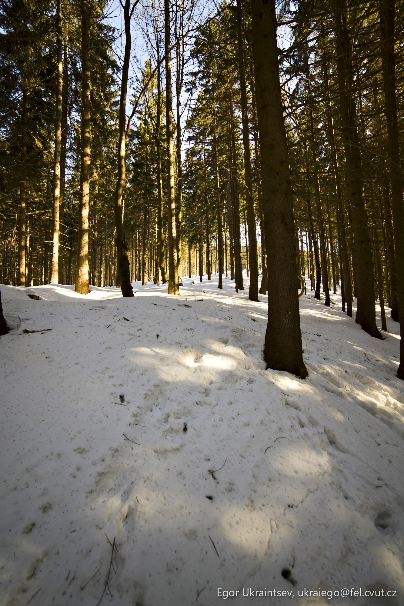 Trees in a snowy forest
