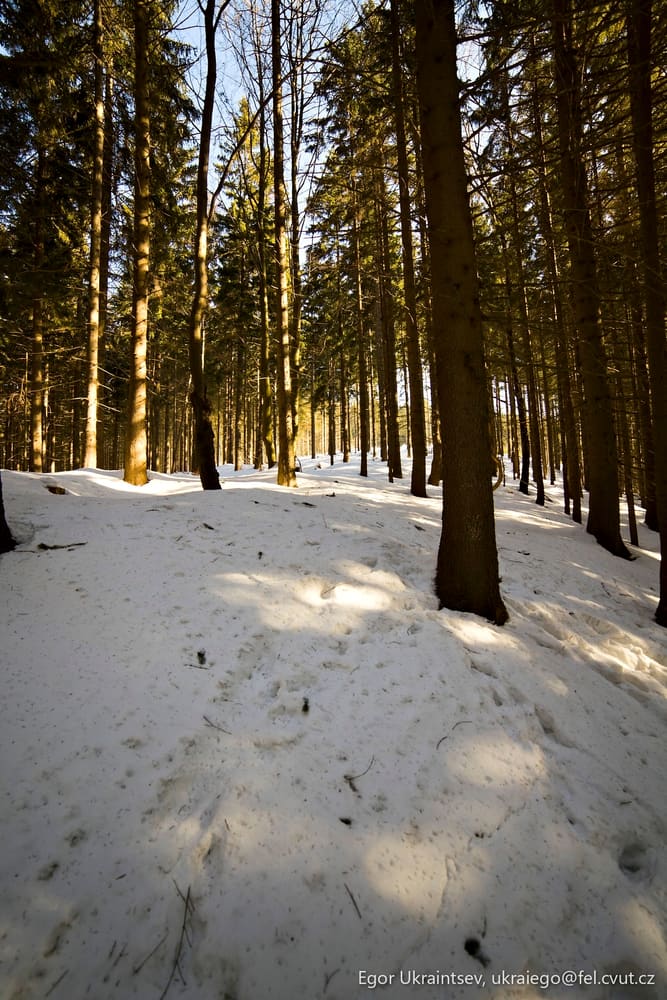 Trees in a snowy forest