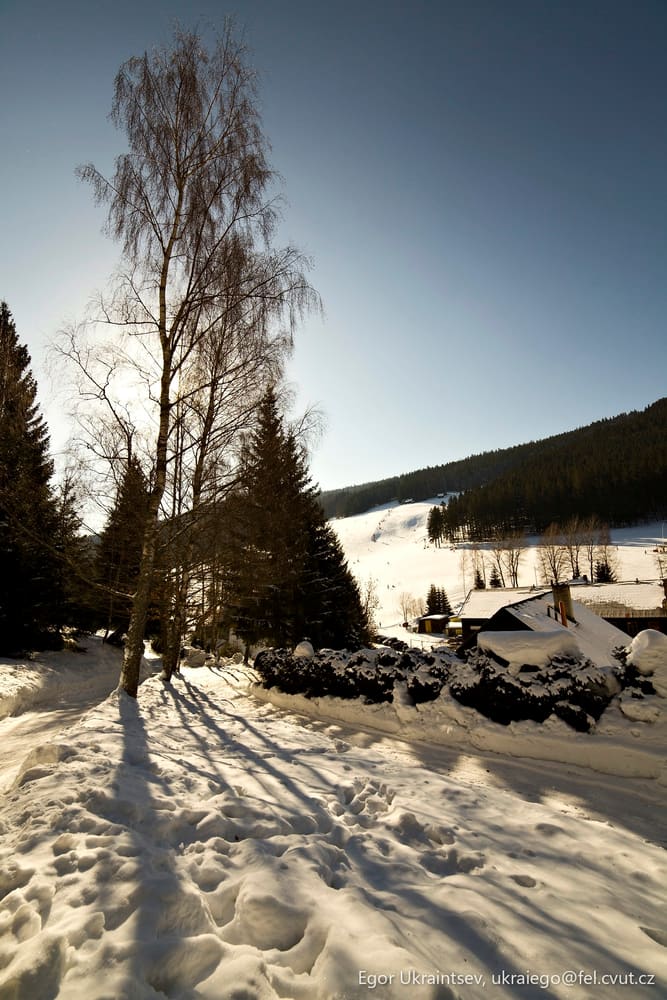 Snowy landscape with a tree