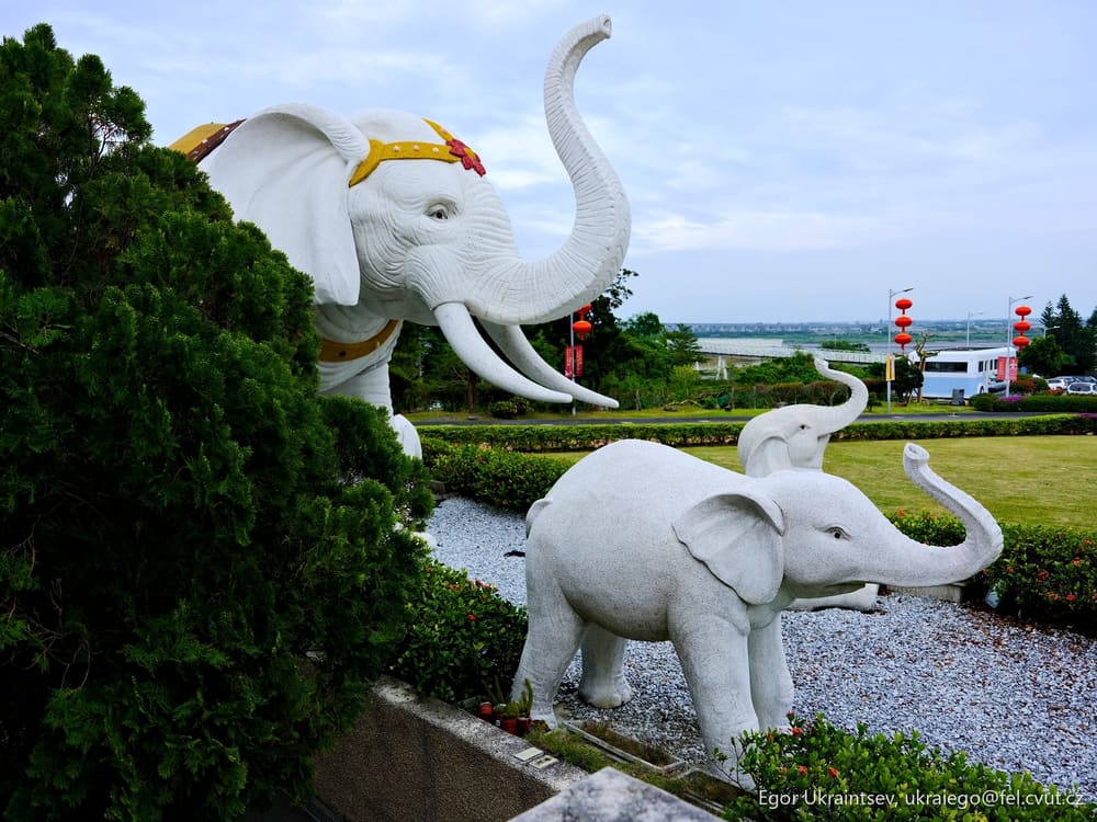 Elephants in a park