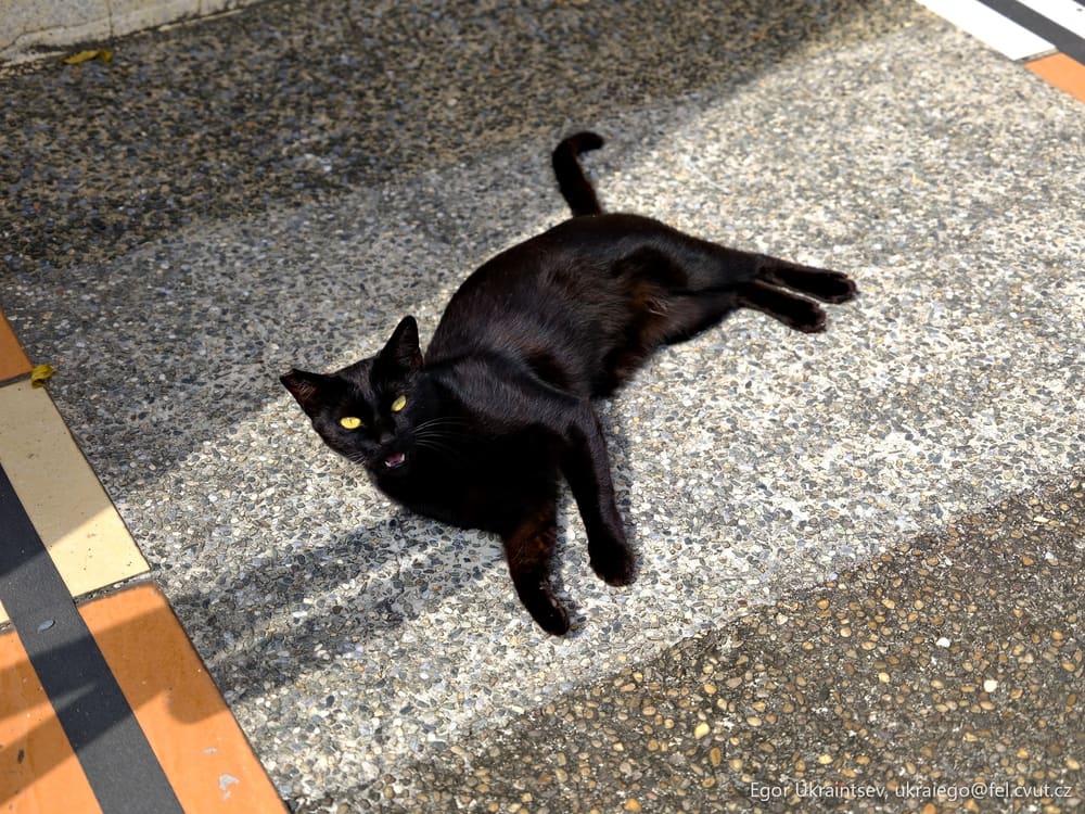 Black cat laying