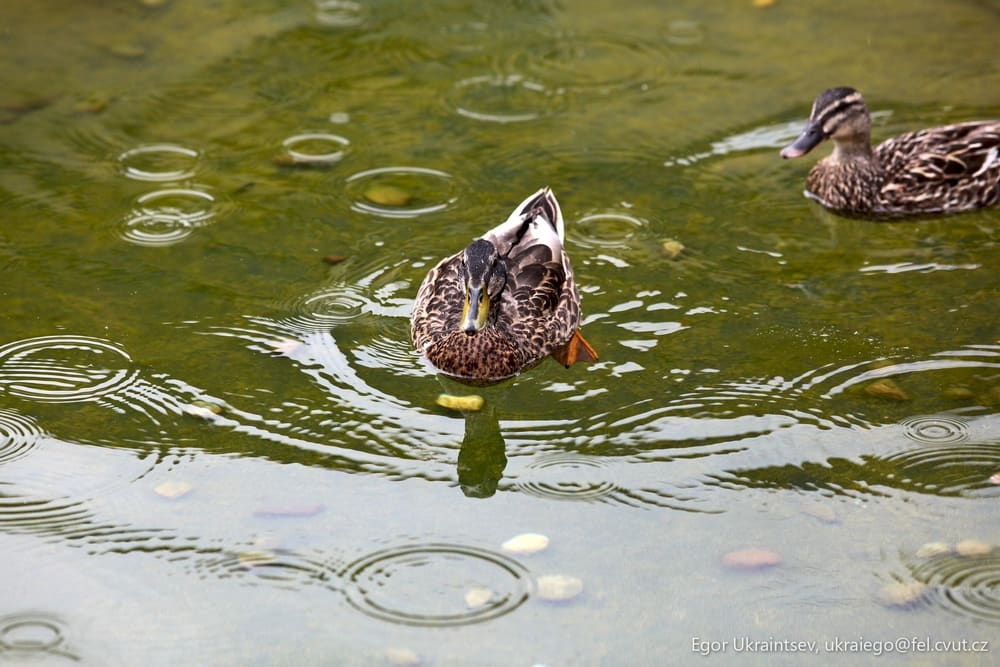 Ducks swimming in a pond