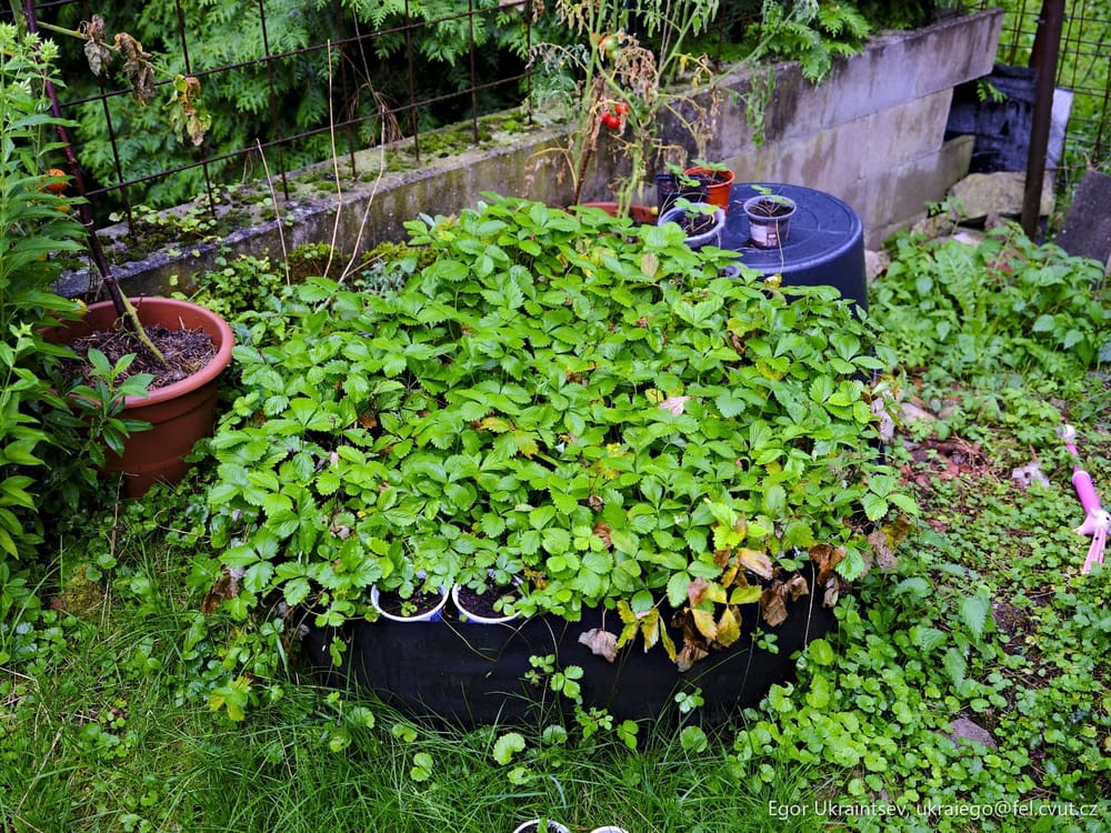 Plants in a garden