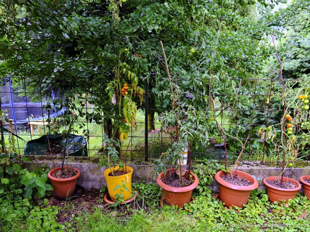 Plants in the garden