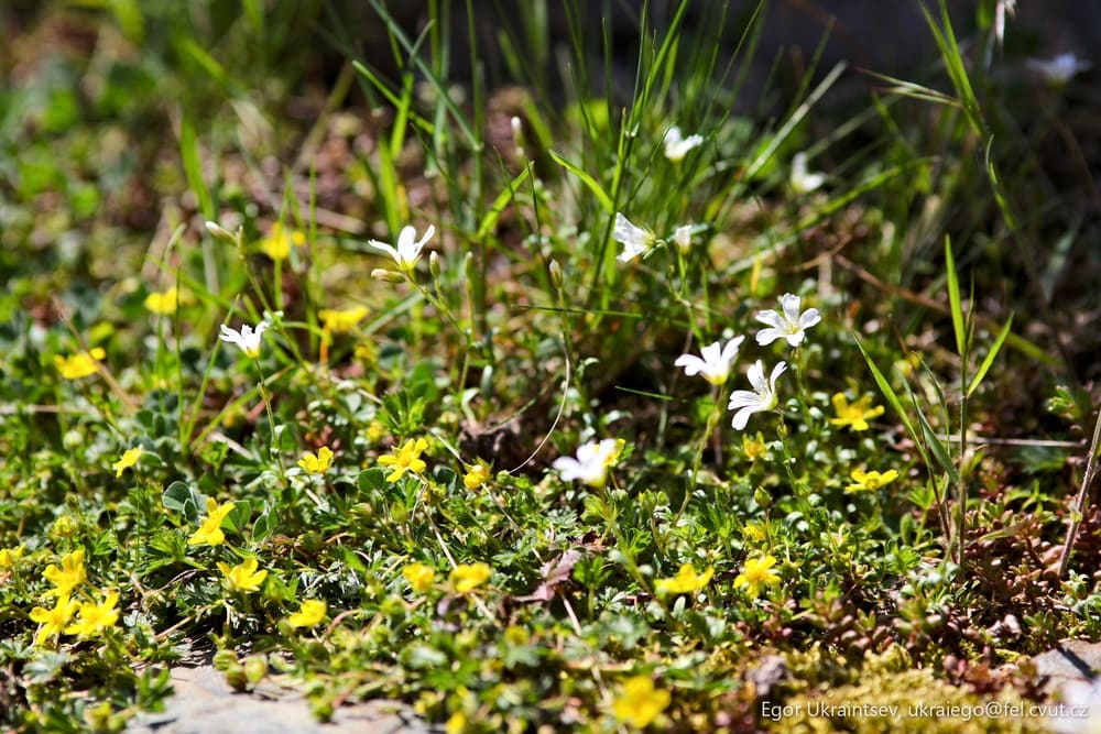 Small white and yellow flowers