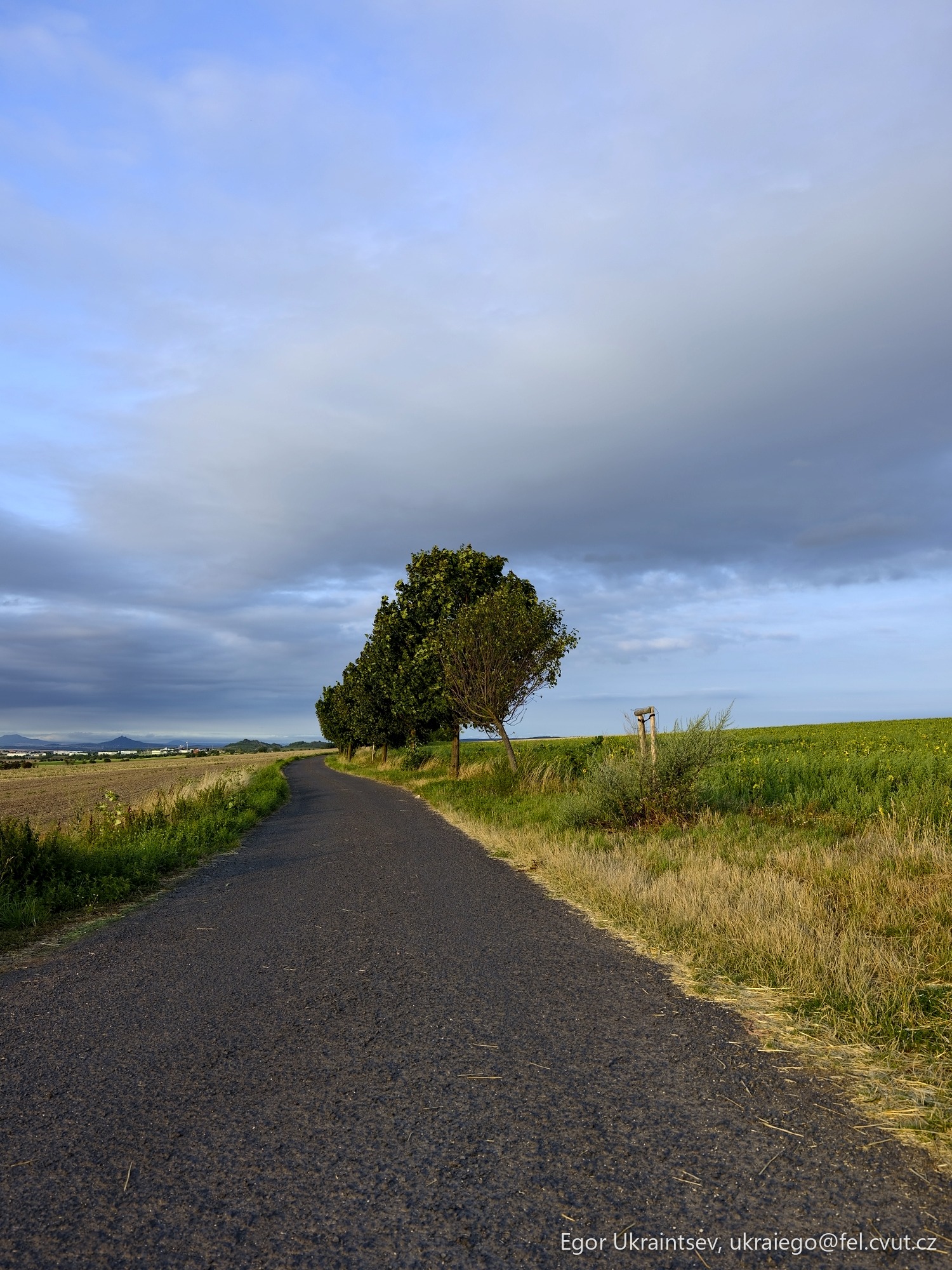 Road with a tree