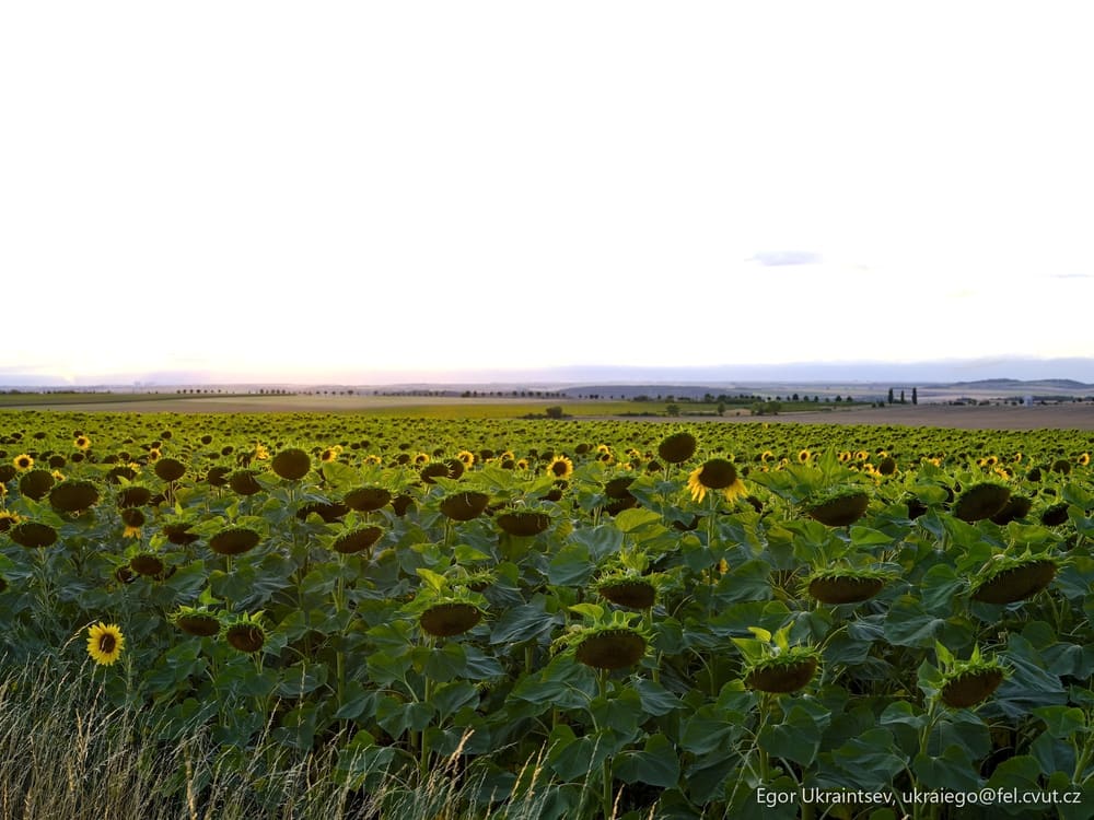 Field of sunflowers