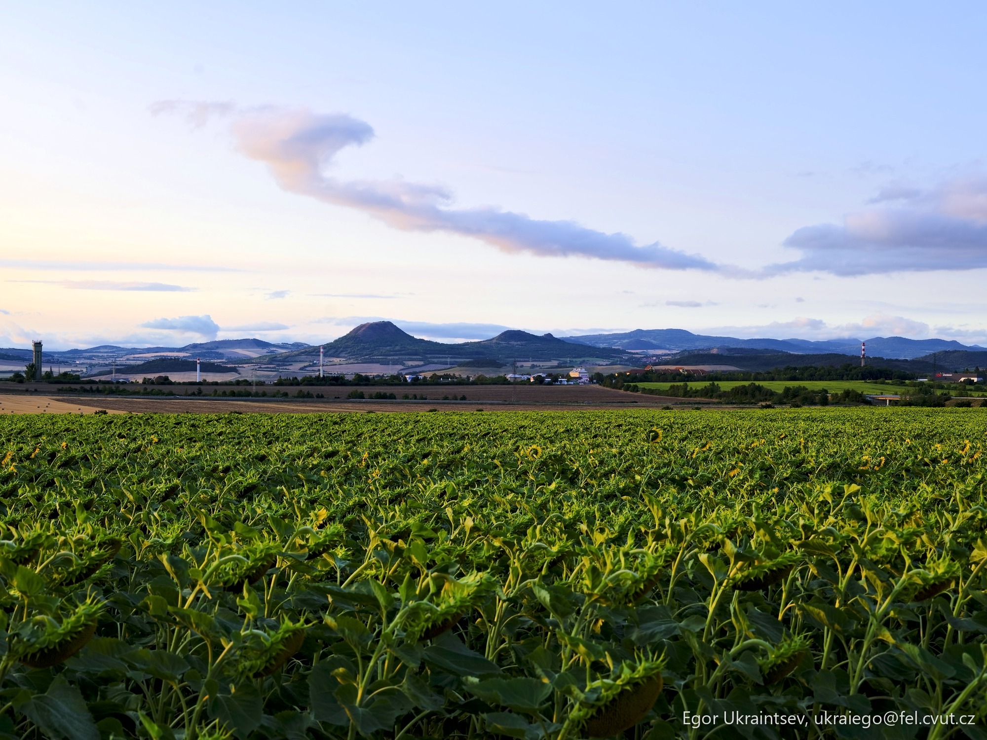 Corn field with mountains