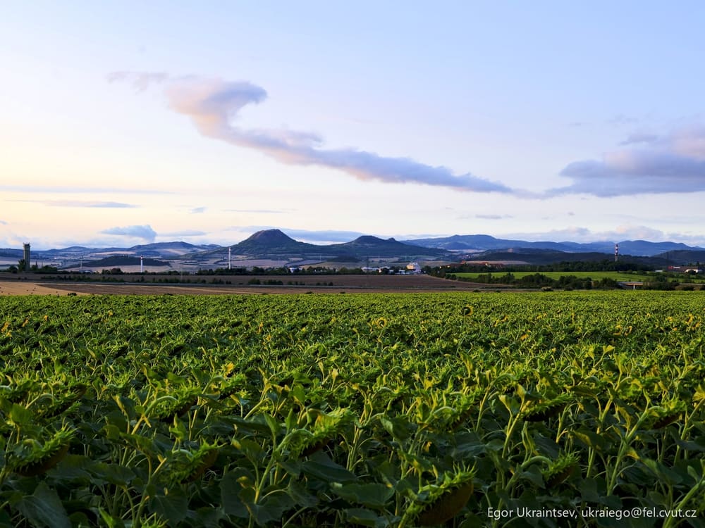 Corn field with mountains