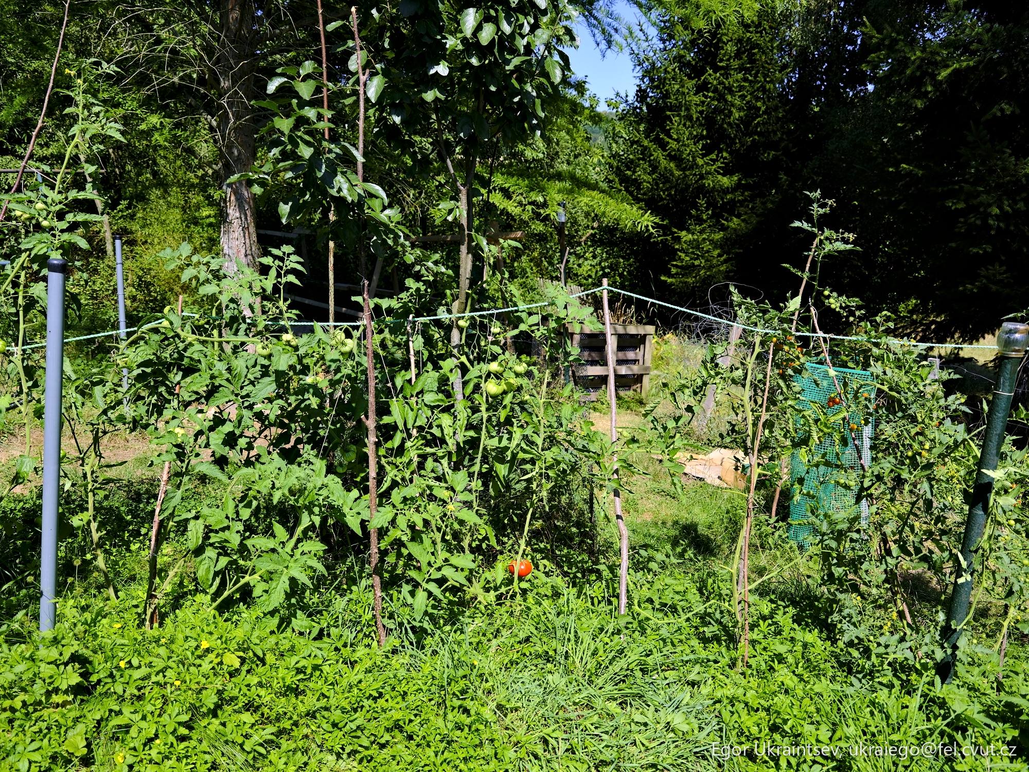 Vegetable garden