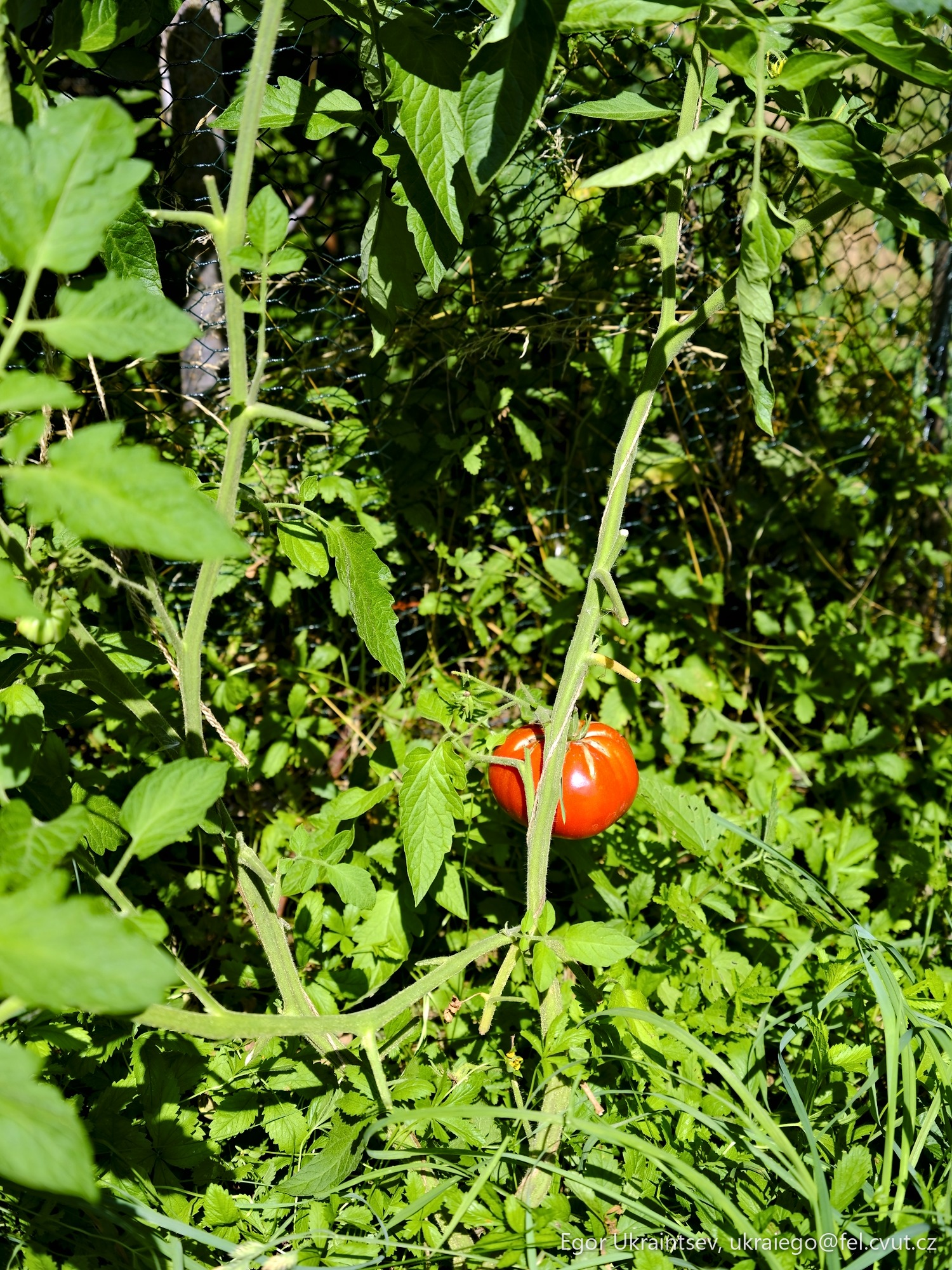 Tomato plant in the garden