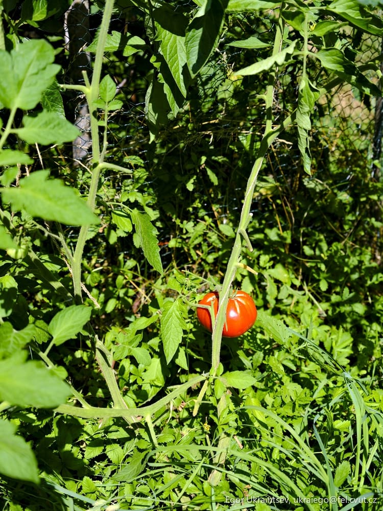 Tomato plant in the garden