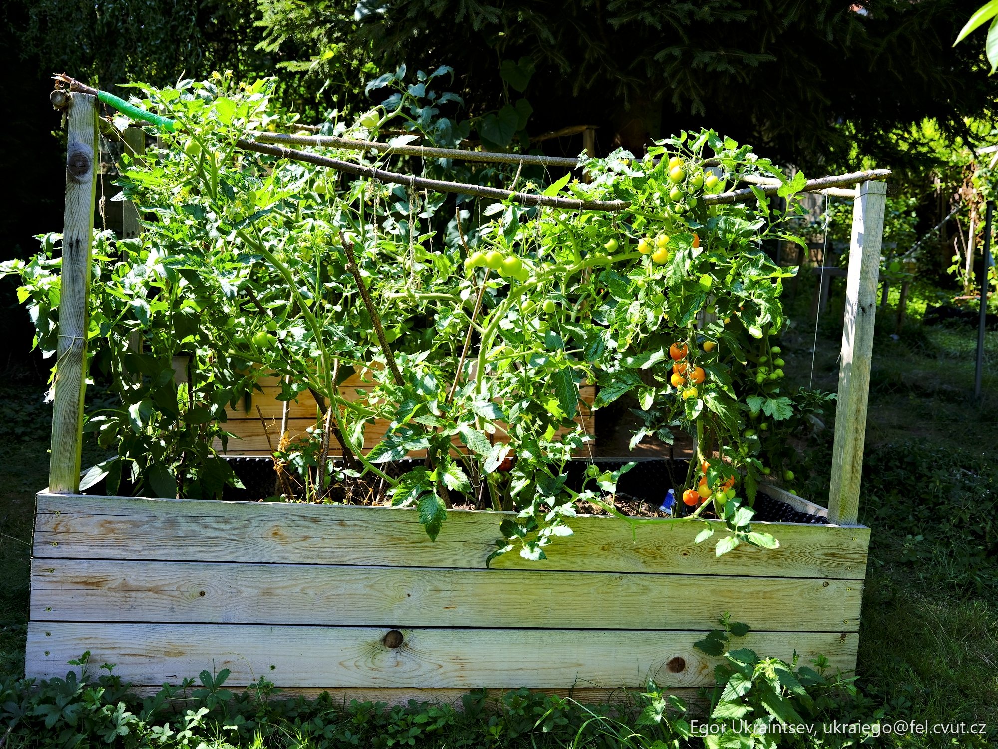 Tomatoes growing in a raised