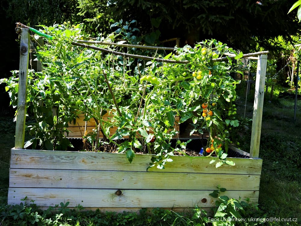 Tomatoes growing in a raised