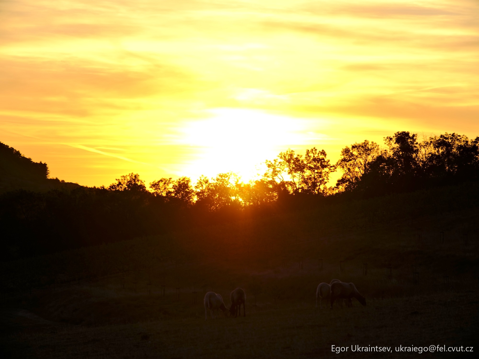 Horses grazing in a field