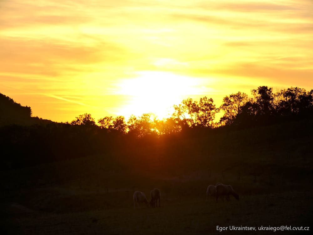 Horses grazing in a field