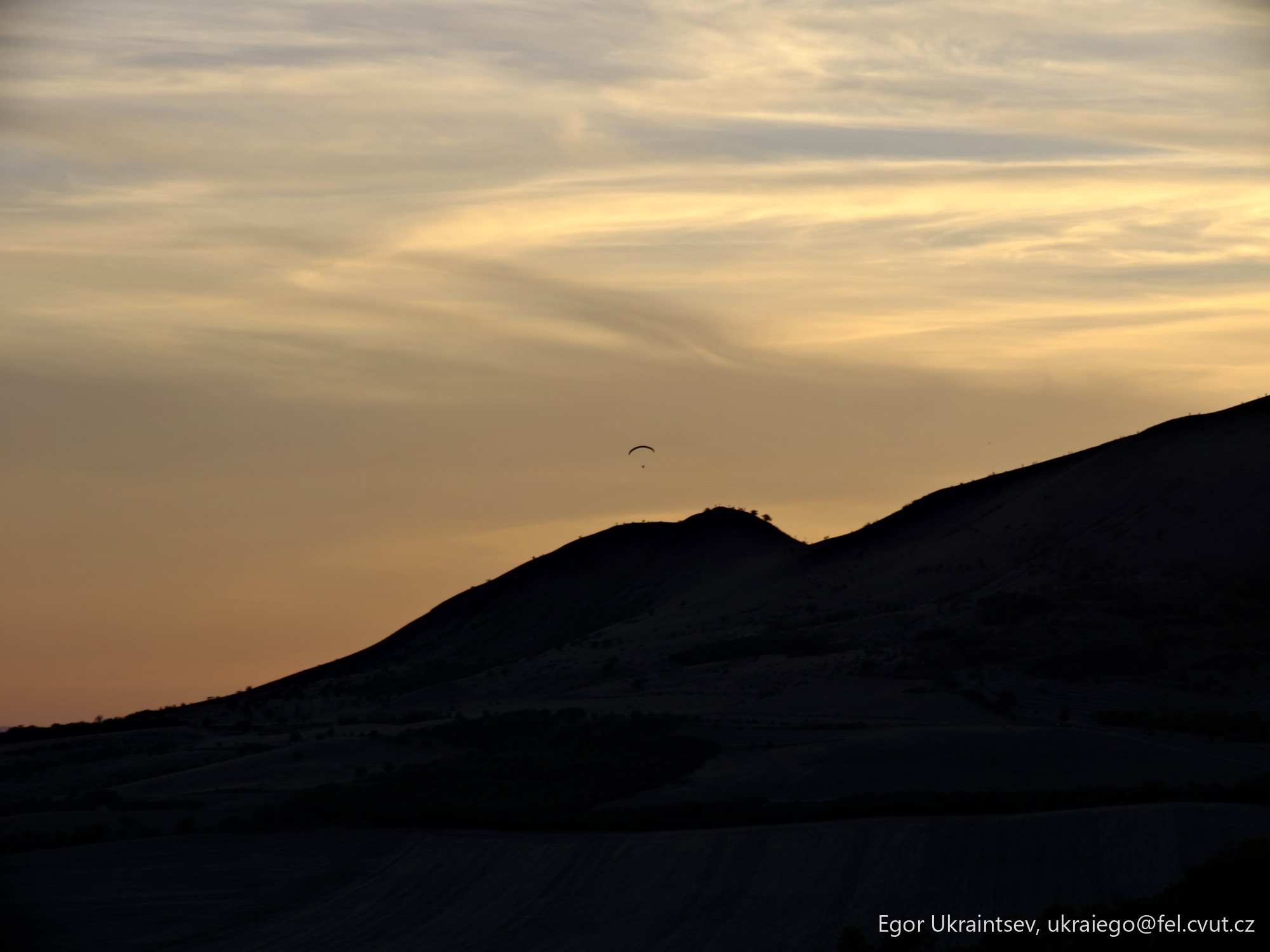 Bird flying in the sky
