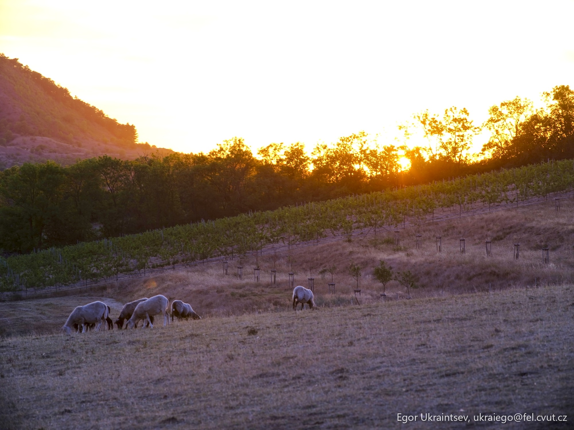 Horses grazing in a field