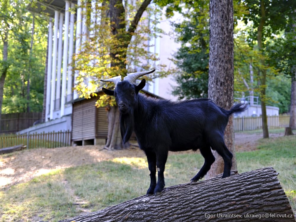 Goat standing on a log
