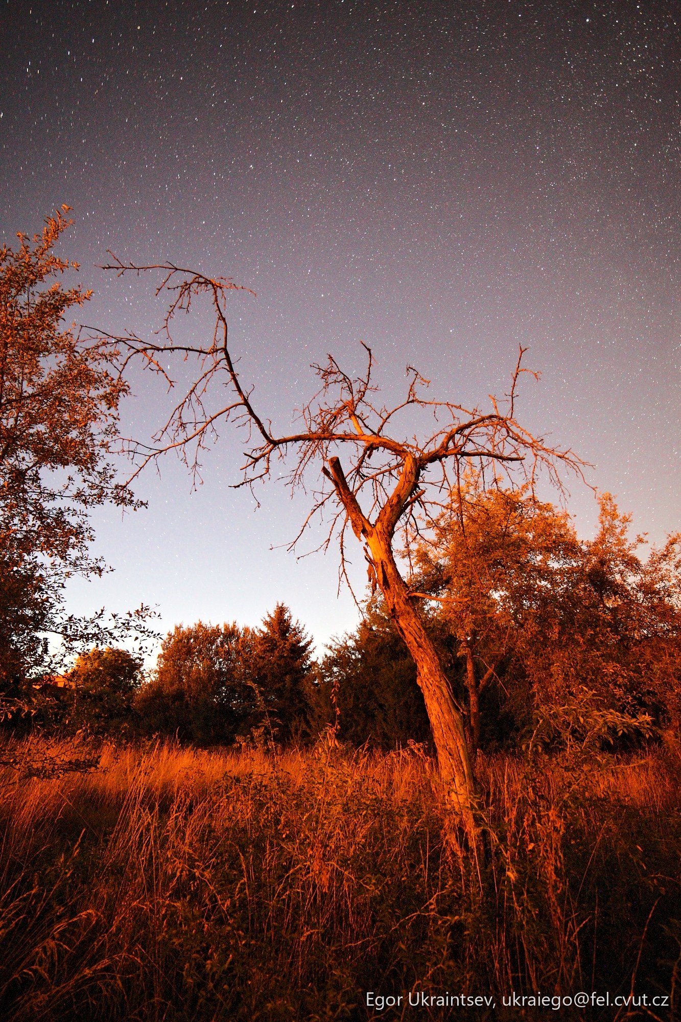 Dead tree in a field