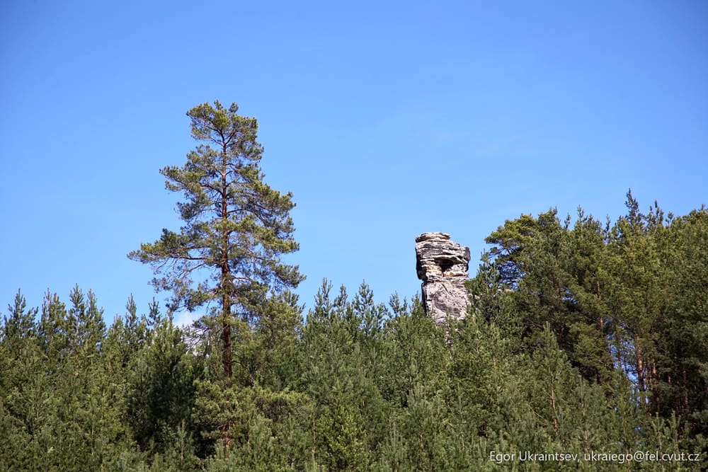 Rock in the middle of a forest