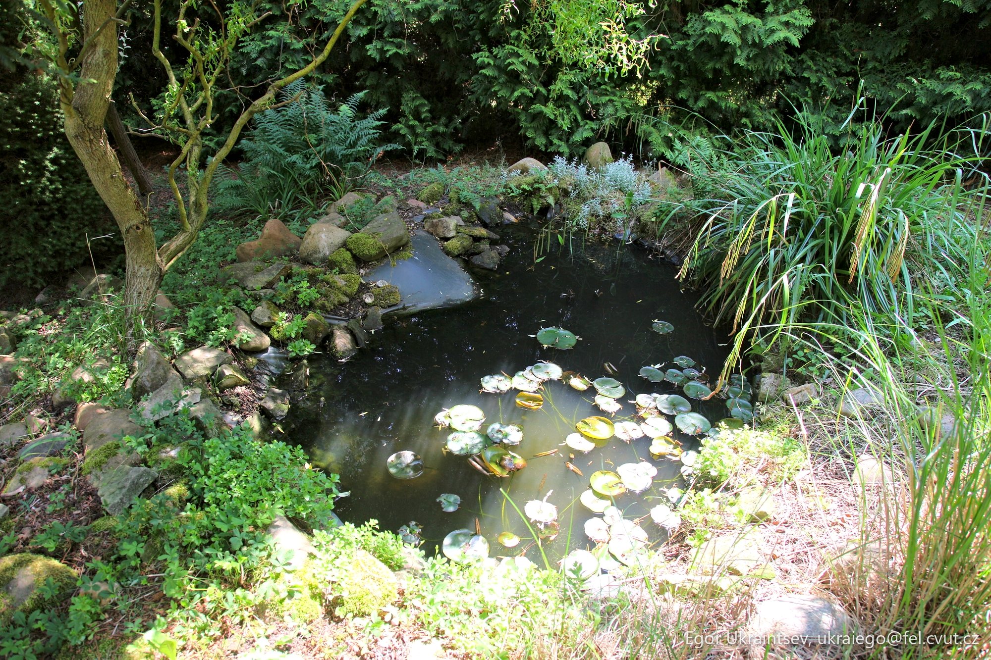 Small pond in a garden