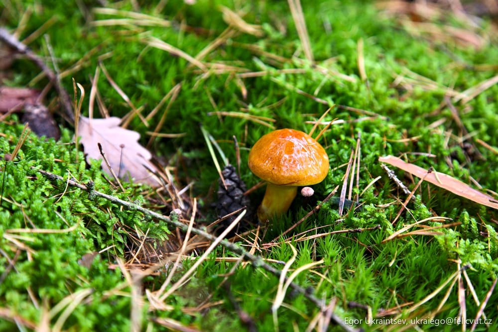 Mushroom on a moss covered