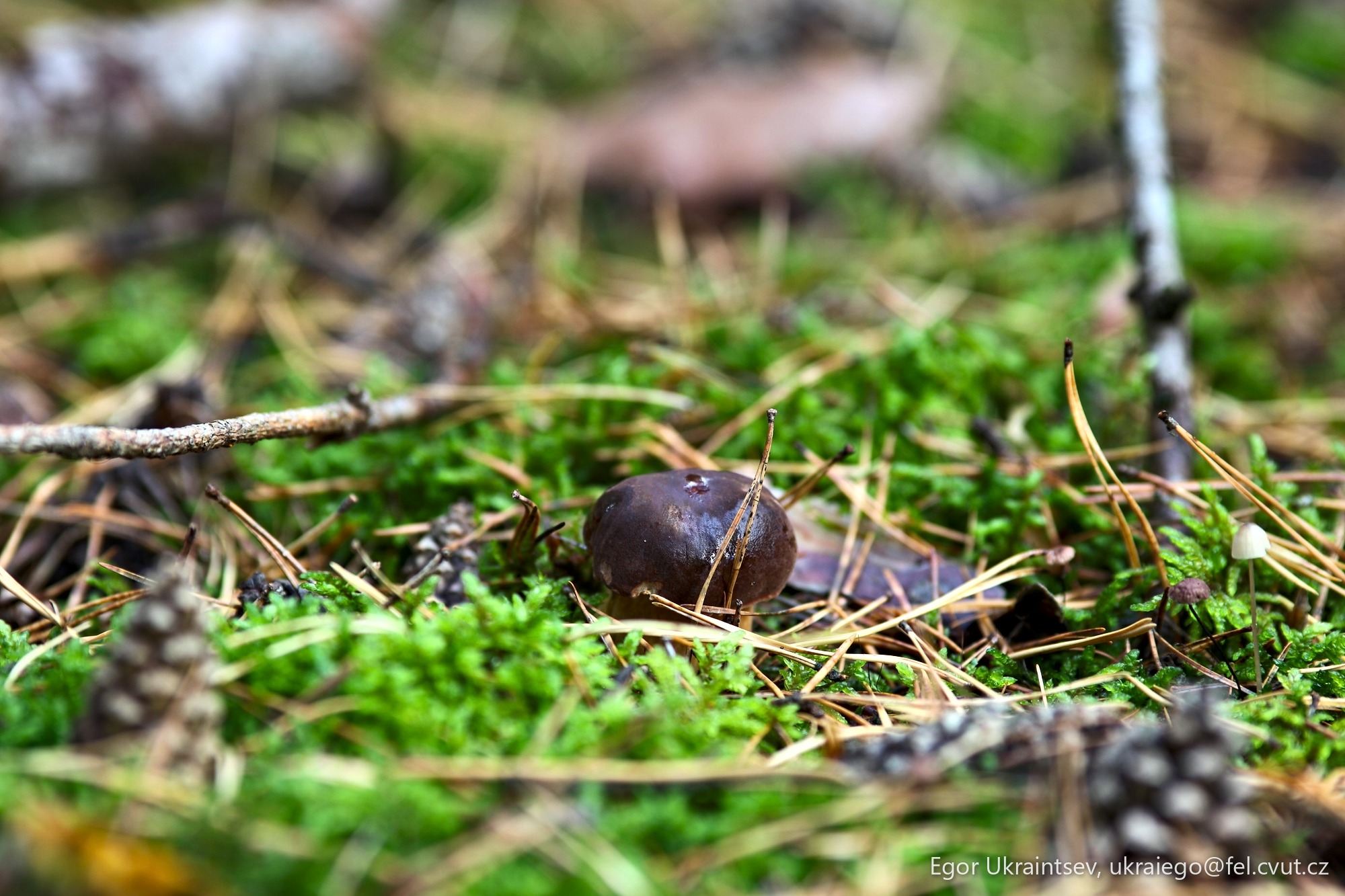 Snail on the forest floor