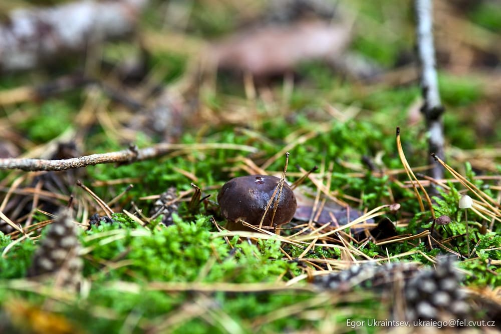 Snail on the forest floor