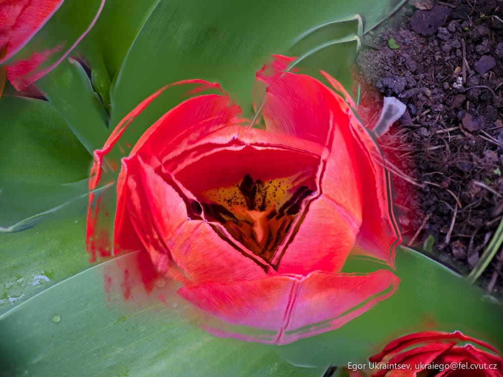 Red tulipis flower