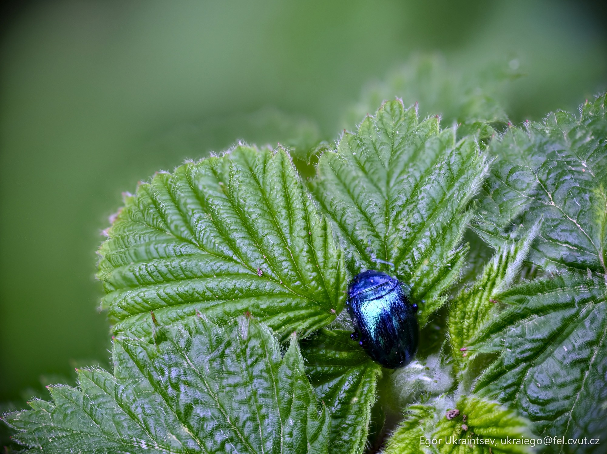 Blue beetle on a green