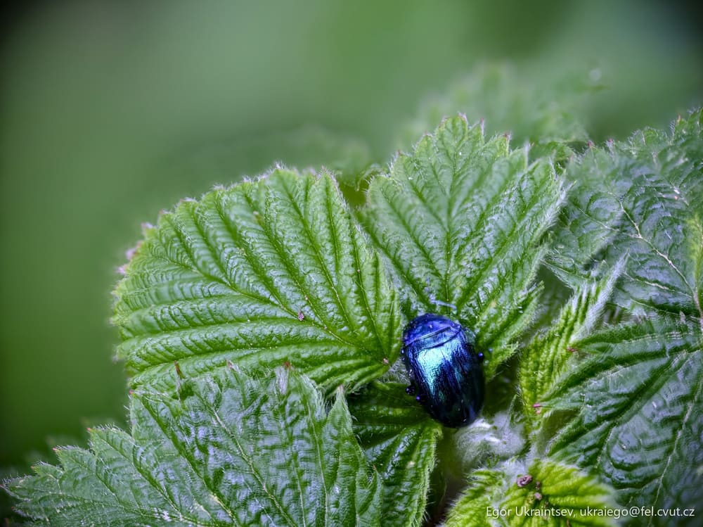 Blue beetle on a green