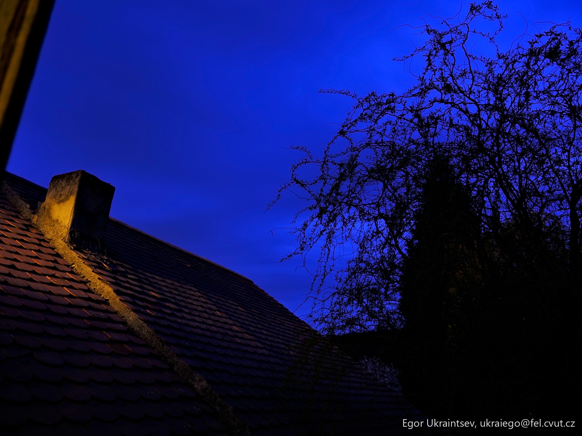 Tree on a roof