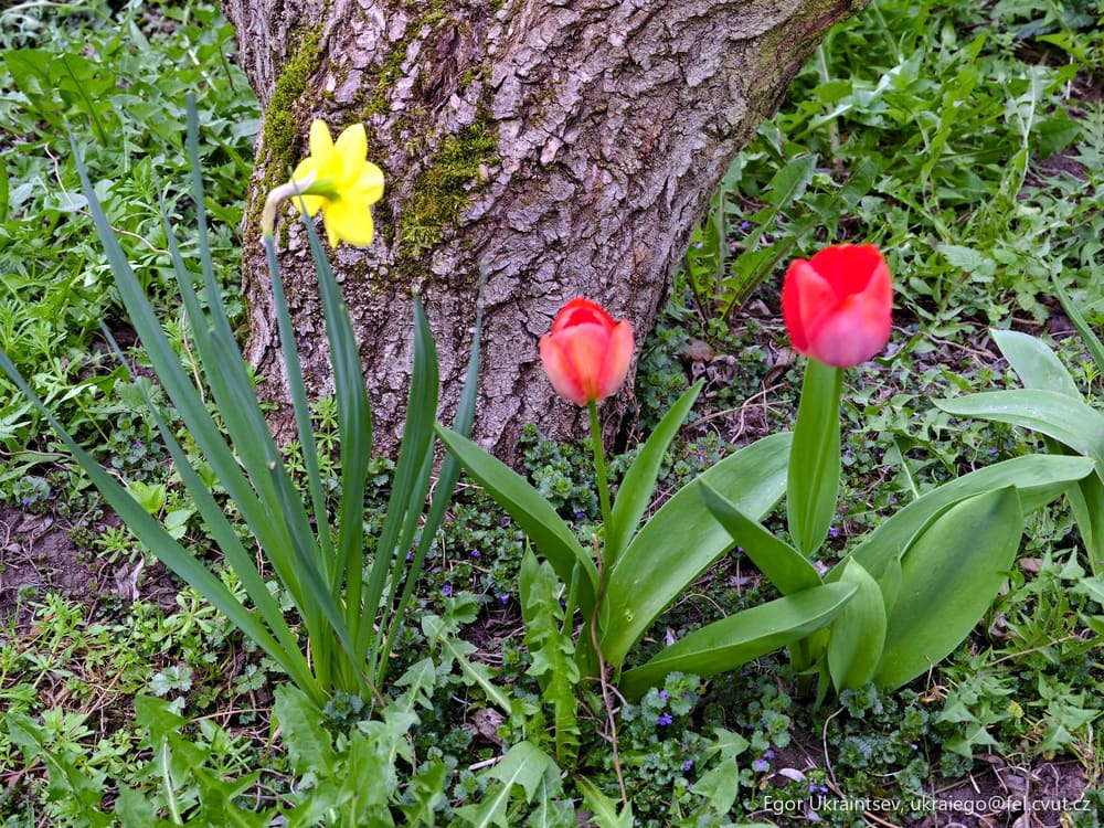 Red and yellow tulipis growing