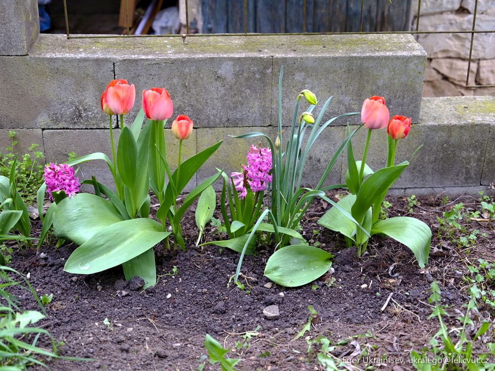 Tulipins in a flower bed
