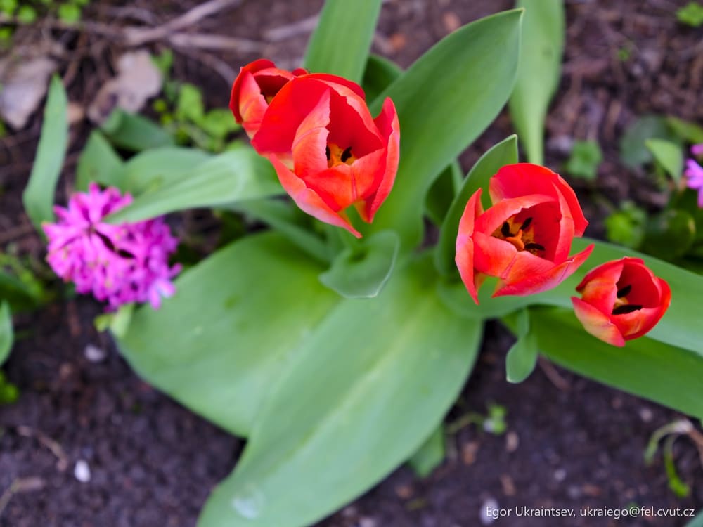 Red tulipis tu