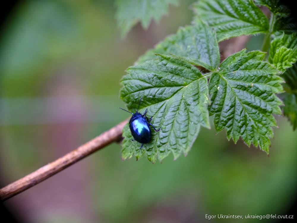 Blue beetle on a leaf